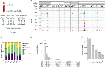 Understanding the complex chromatin dynamics in primary human neutrophils during PMA-induced NET formation